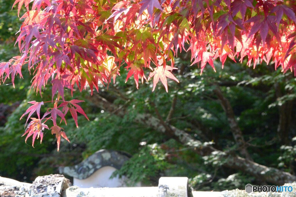 宝福寺の紅葉（２）