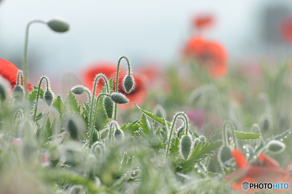 未来の花たち