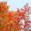 櫂の木　　紅葉