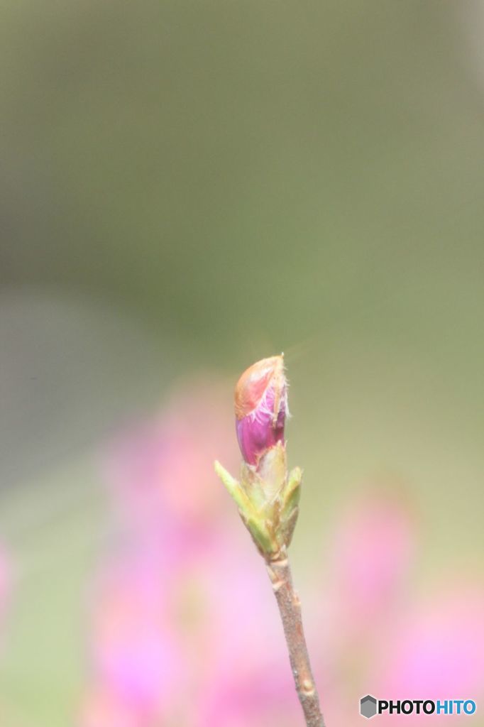 before flowering
