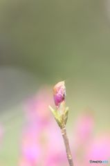 before flowering
