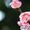 花弁が二色のの紅梅