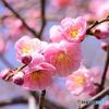 枝垂れ梅（１）