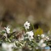 スプリングフィメラル　節分草　（2）