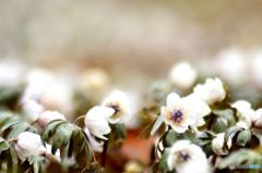 スプリングフィメラル　　節分草
