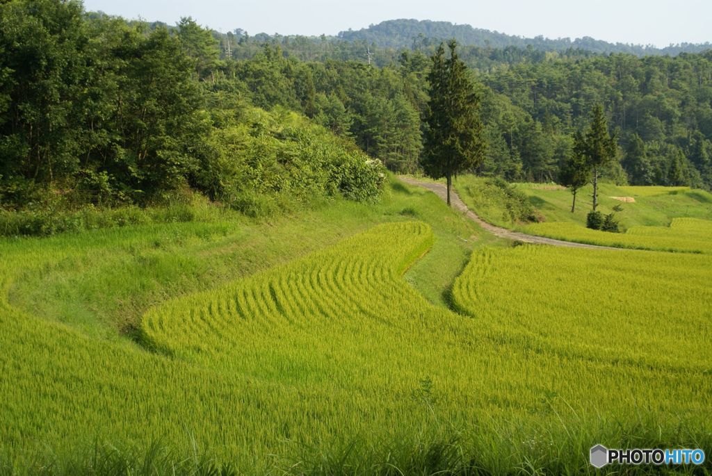 山間の田んぼ