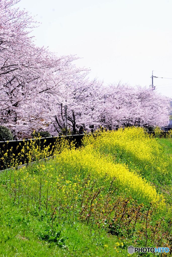 堤防の風景