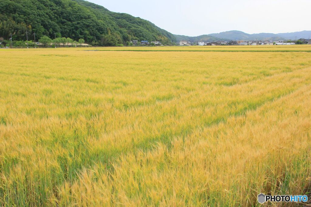 色づく麦畑