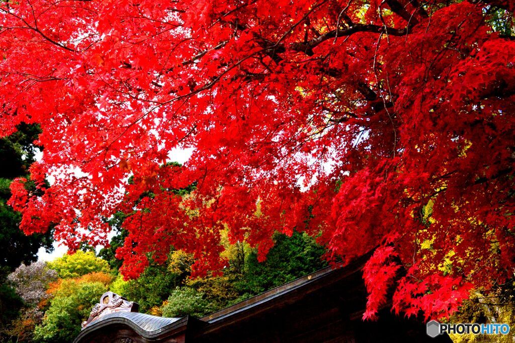 蒜山　徳山神社の紅葉