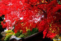 蒜山　徳山神社の紅葉