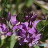 道後山の花・5　　ヒメハギ