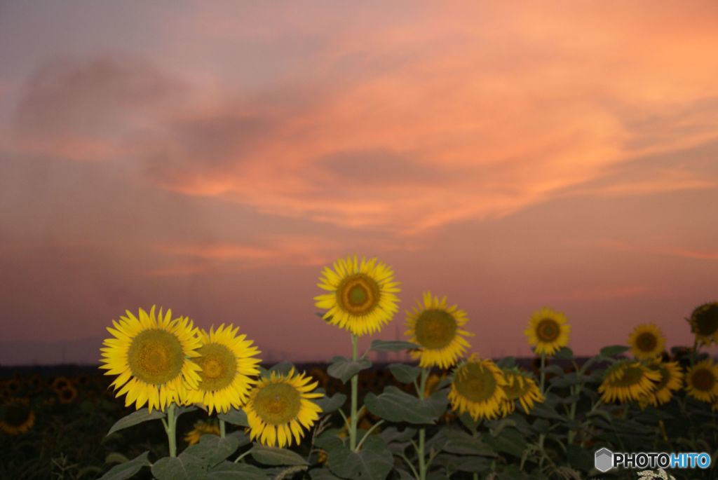 古い写真から　　夏・夕暮れのひまわり
