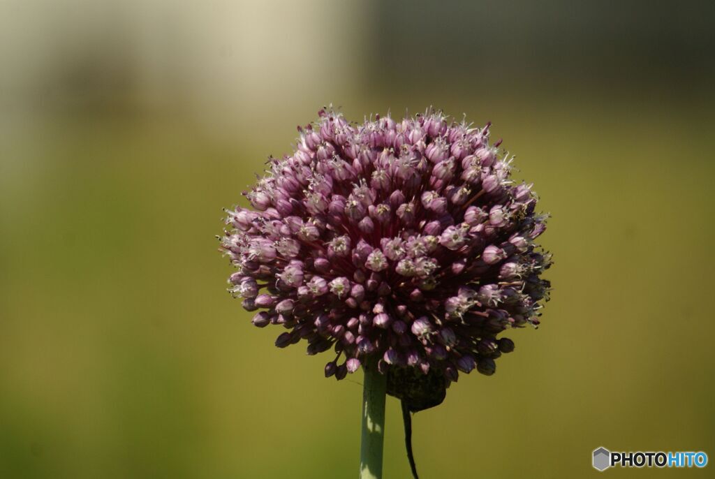 ニンニクの花