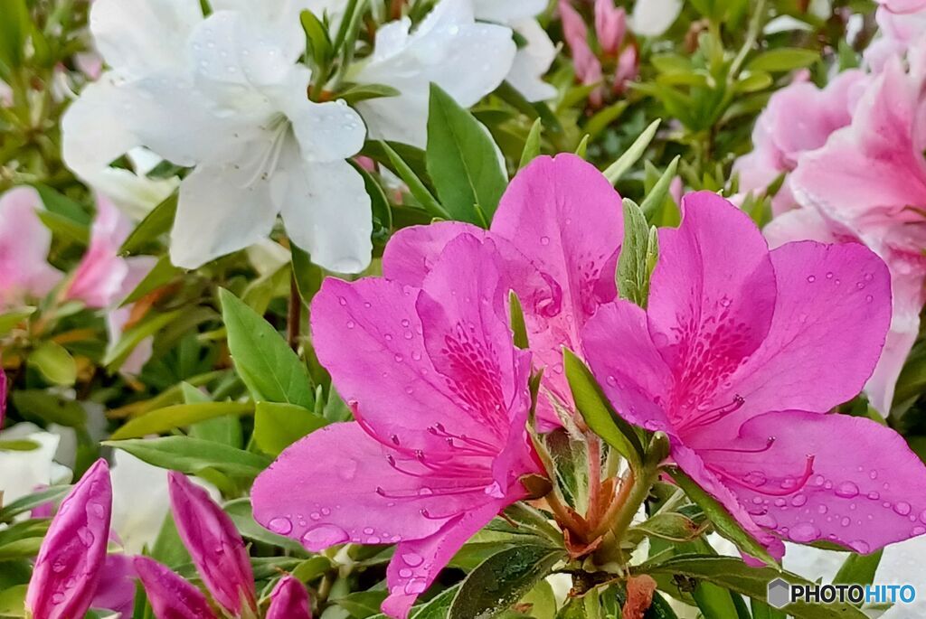 携帯の写真から　ツツジ（１）