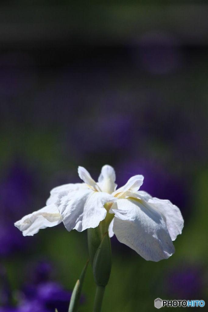 けがれ無き花
