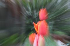 遊び心で撮影したチューリップ