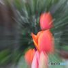 遊び心で撮影したチューリップ