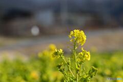 冬のさなかの　菜の花