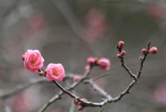 春まだ浅き梅の花