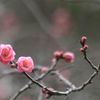 春まだ浅き梅の花