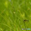 八チョウトンボ（メス
