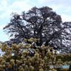 みつまた　と醍醐桜