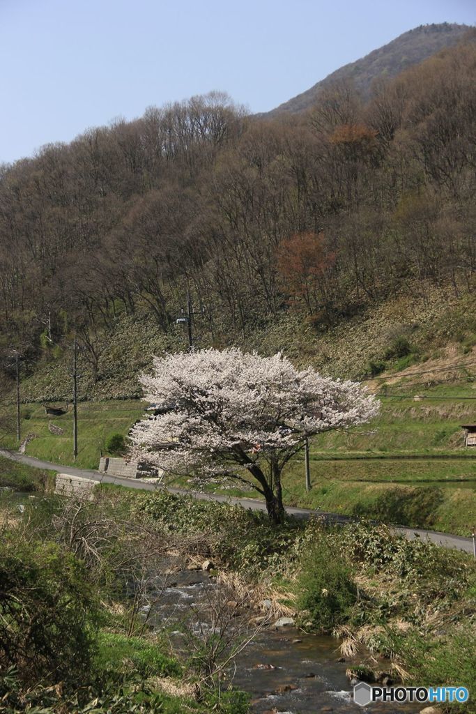 2017年　最後に見る桜（２）