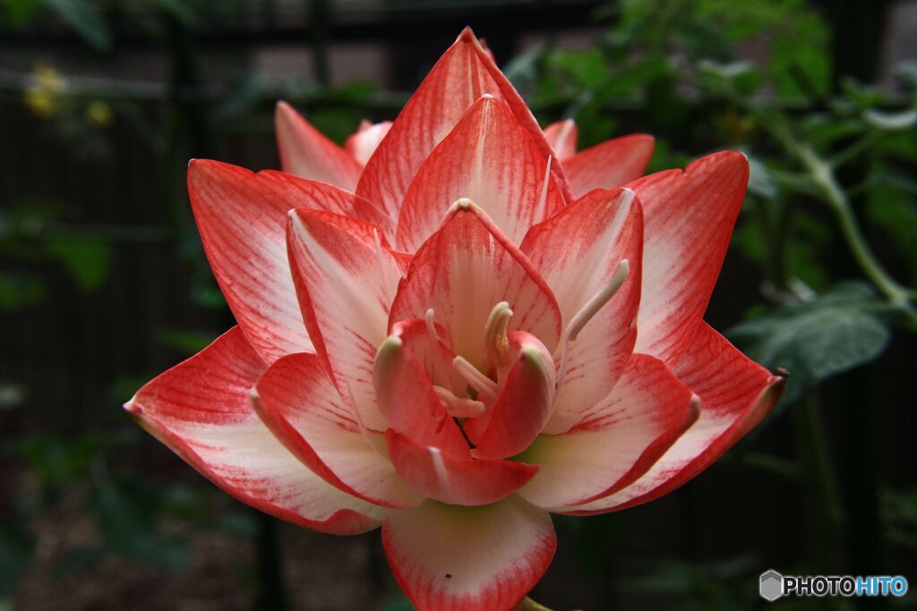 3本目　アマリリス　開花