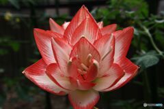 3本目　アマリリス　開花