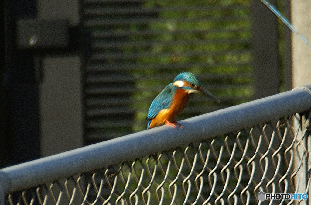 初撮り　カワセミ