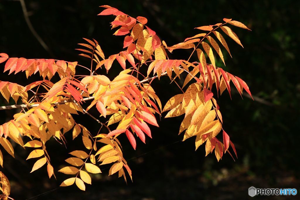 秋　楡の紅葉