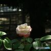 バラ公園シリーズ（ラスト）　　ばら　　ダイアナ　プリンス　オブ　ウェールズ