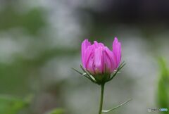 コスモス　開花前