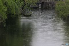 倉敷川雨情