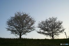 さくら　シルエット