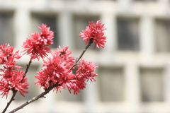 なまこかべをバックに　キクザクラ