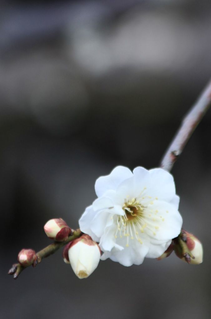 白梅