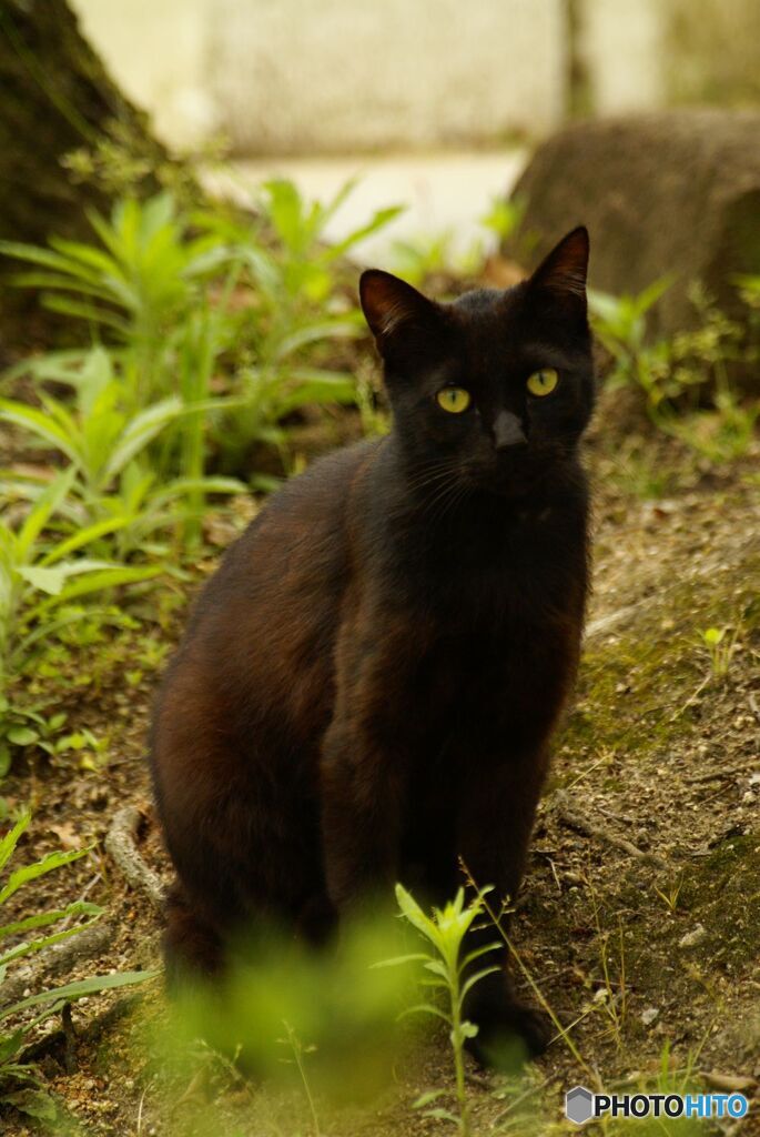 黒いねこ by kakurenbo (ID:9603331) - 写真共有サイト:PHOTOHITO
