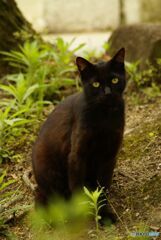 黒いねこ