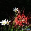 彼岸花とタマスダレ