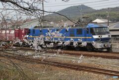EF210-316号機　桜とともに