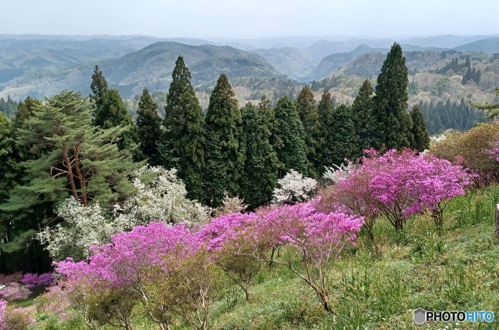 携帯の写真から　山上の春