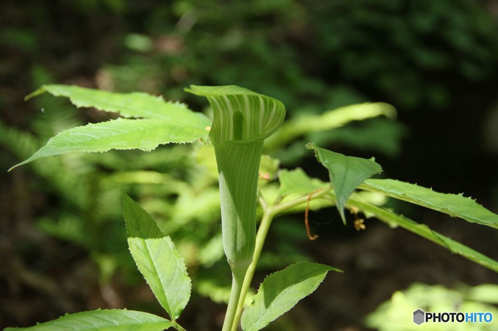 道後山の花.3　　テンナンショウ