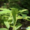 道後山の花.3　　テンナンショウ