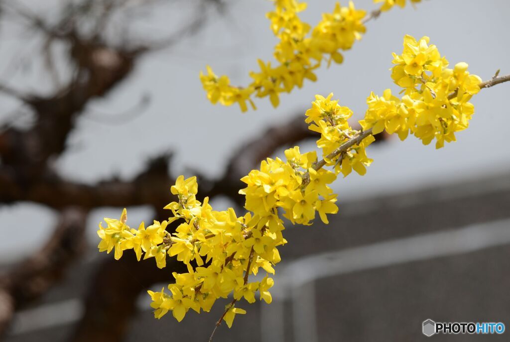 ひと月前の写真から　　鮮やかレンギョウ