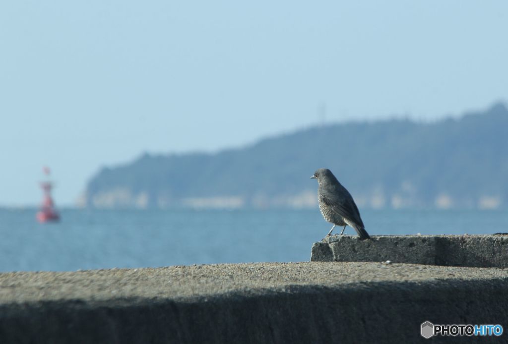 海はひれ～な