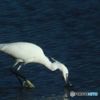 捕まえたぞ！