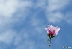 空に向かって精一杯