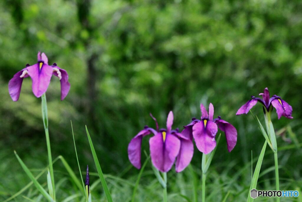 ノハナショウブ