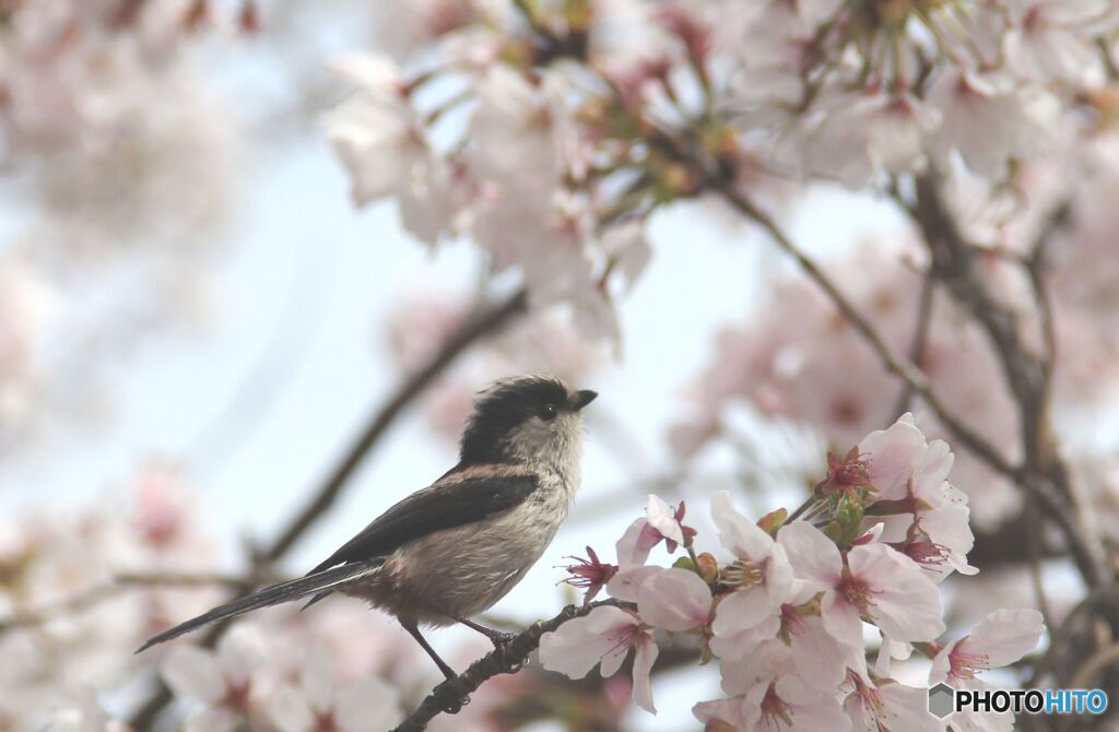 しじゅうから